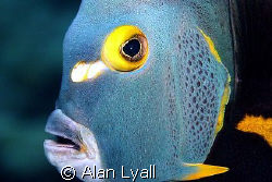 French angelfish - Bonaire by Alan Lyall 